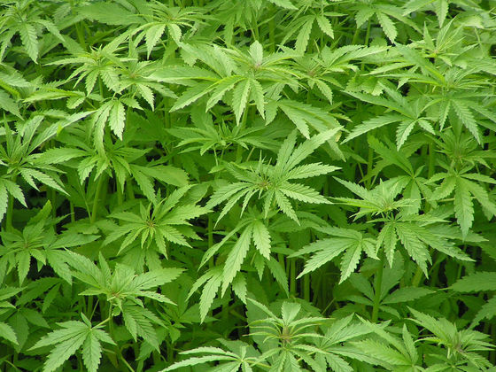 NEWS-Hemp_Farming_medium