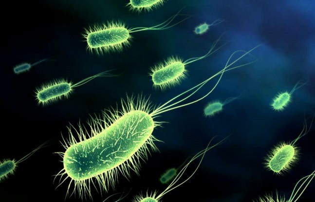 Bacterias1.jpg