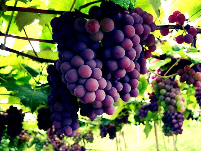 Uvas