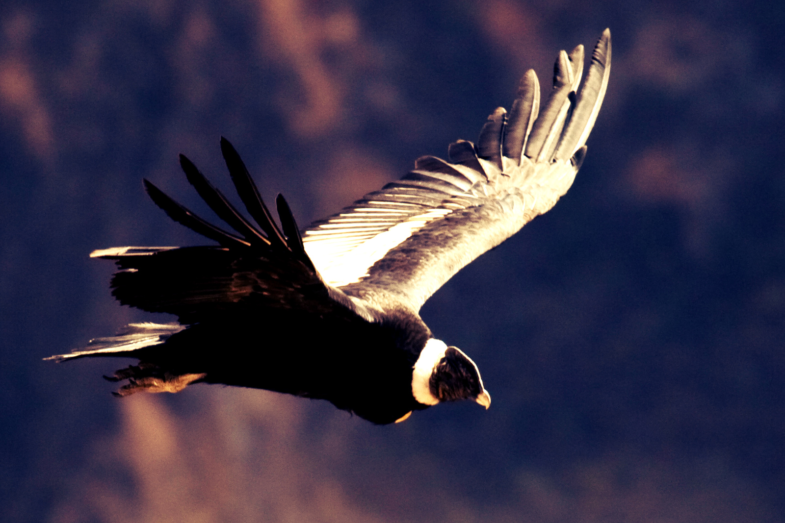 ¡El vuelo del cóndor! por Gabriel Reyes - Runrun.es: En defensa de tus ...