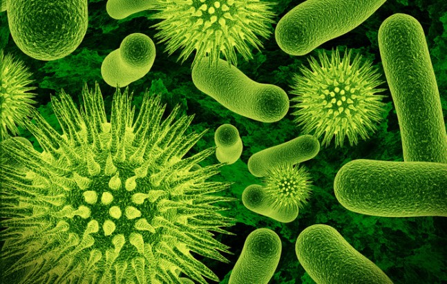 bacteria37087a