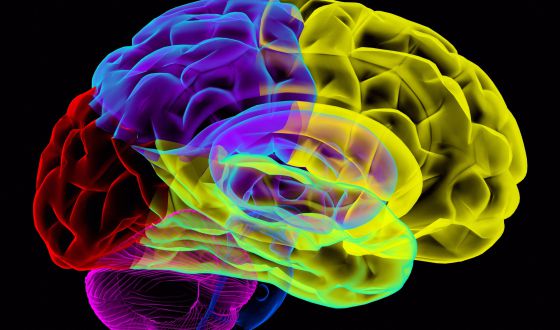brain