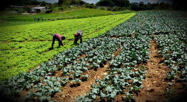 agricultores696
