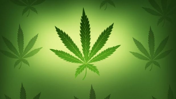 grafico-marihuana-619x348