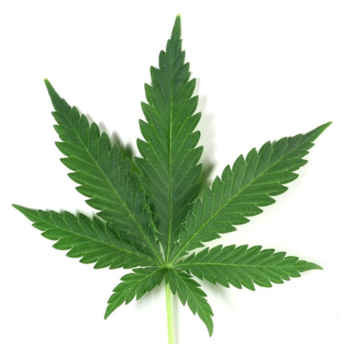 marihuana