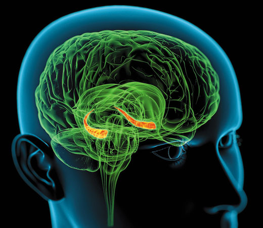 neurons