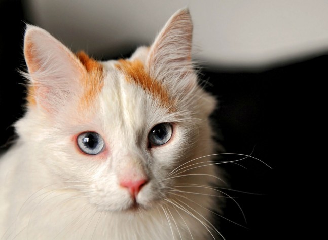 Raza__gatos
