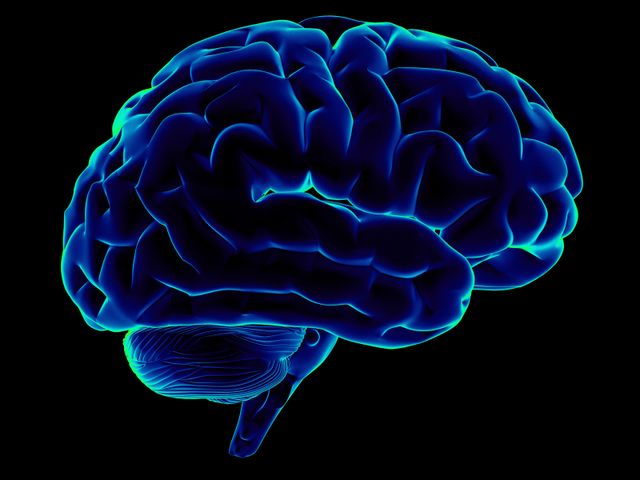 HumanBrain []