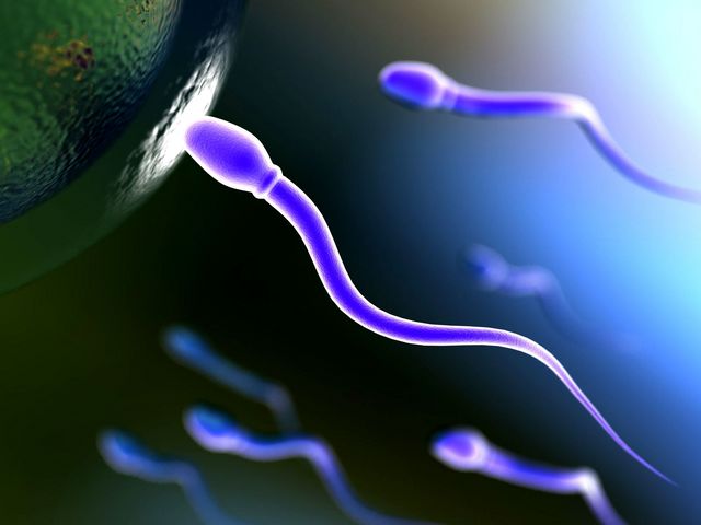 espermatozoide-71 []