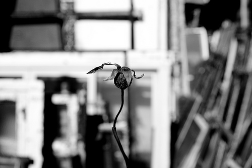 flor marchita