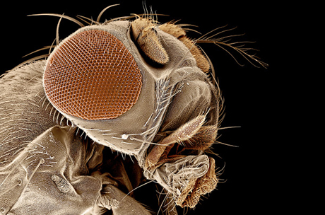 mosca-de-la-fruta