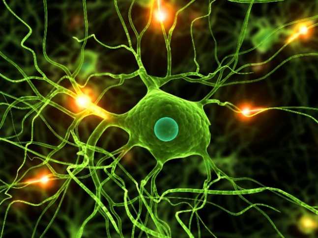 neurona