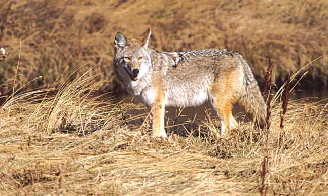 coyote