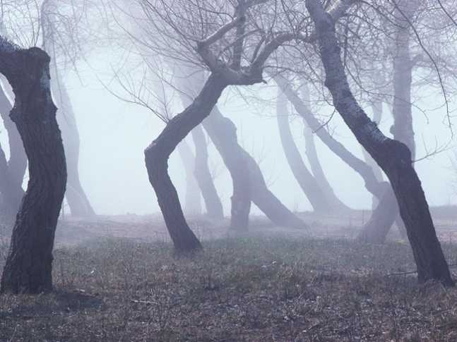 bosque