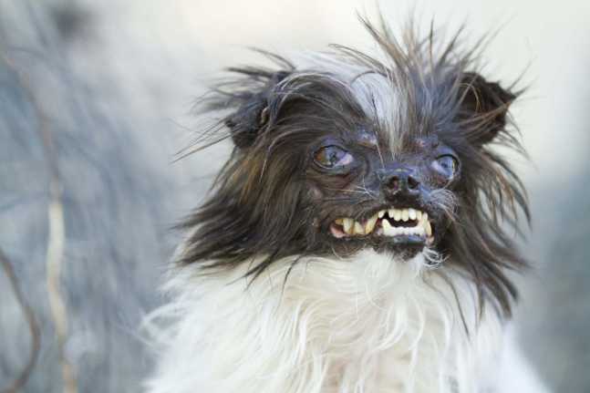Perro