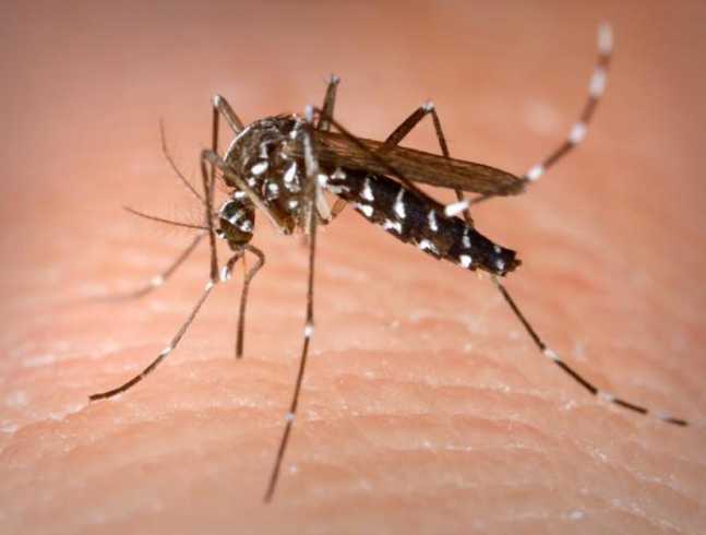 chikungunya