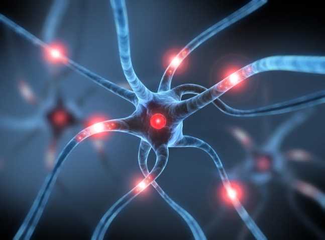 neuronas