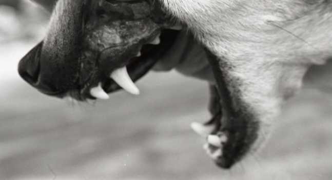snarl_by_meg07.jpg