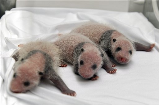 PANDAS TRILLIZOS