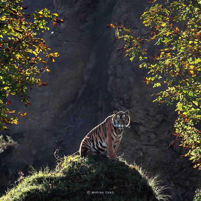 animal-wildlife-photography-marina-cano-13