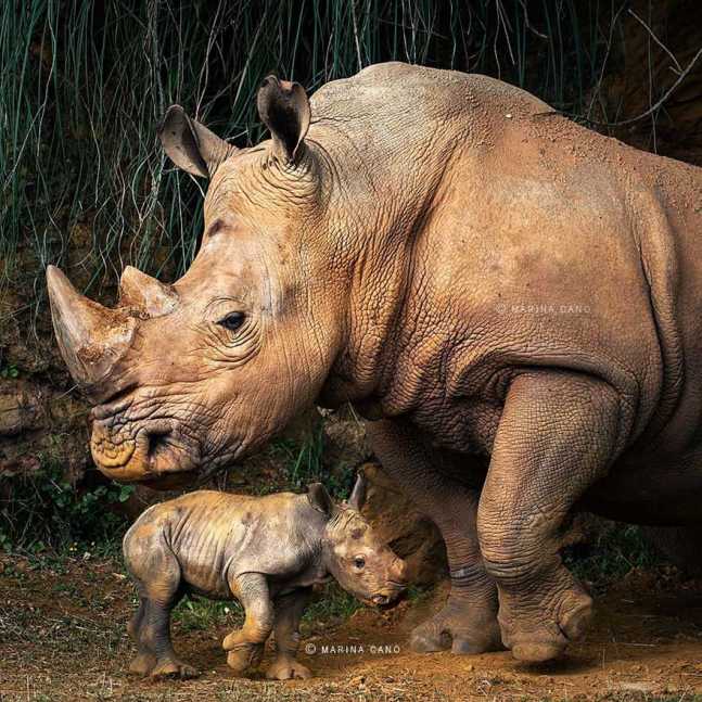 animal-wildlife-photography-marina-cano-14