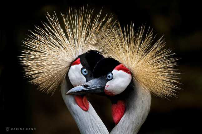 animal-wildlife-photography-marina-cano-16