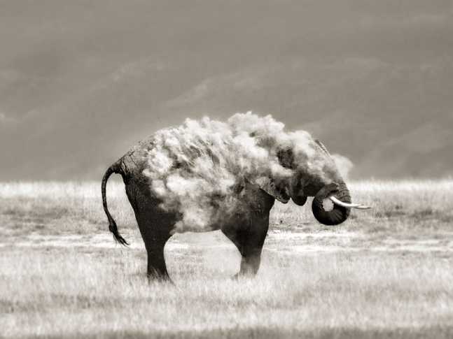 animal-wildlife-photography-marina-cano-17