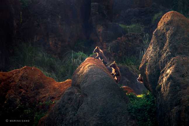 animal-wildlife-photography-marina-cano-19