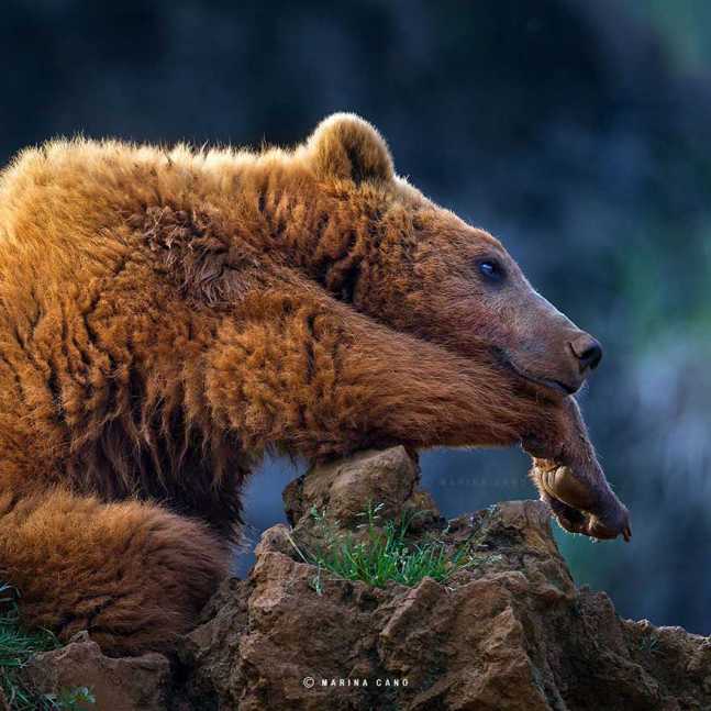 animal-wildlife-photography-marina-cano-2
