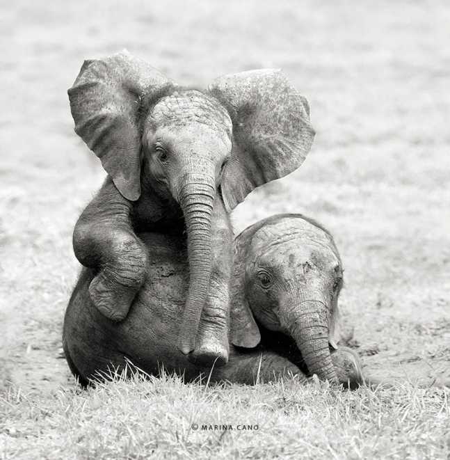 animal-wildlife-photography-marina-cano-21