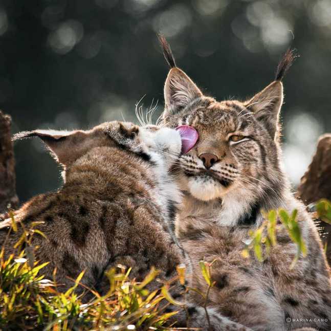 animal-wildlife-photography-marina-cano-25