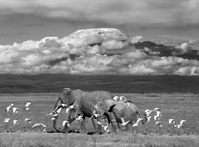 animal-wildlife-photography-marina-cano-27