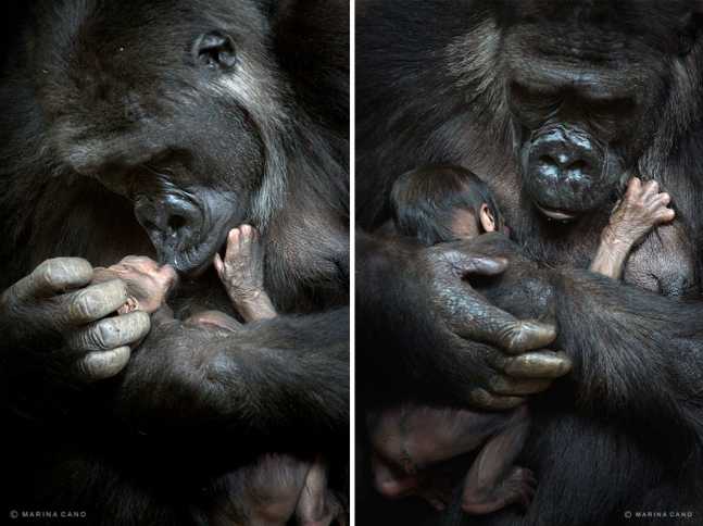 animal-wildlife-photography-marina-cano-3