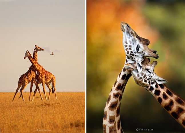 animal-wildlife-photography-marina-cano-4