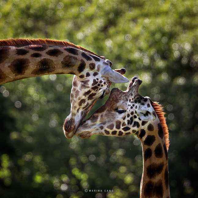 animal-wildlife-photography-marina-cano-6