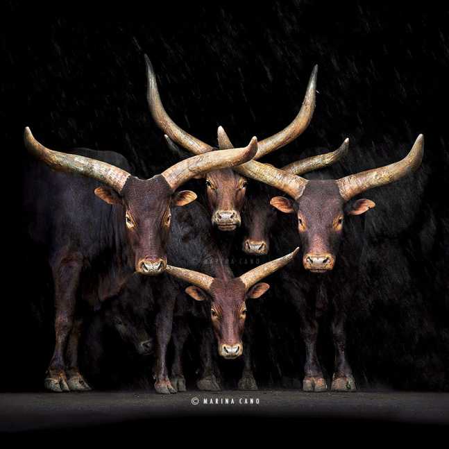 animal-wildlife-photography-marina-cano-8