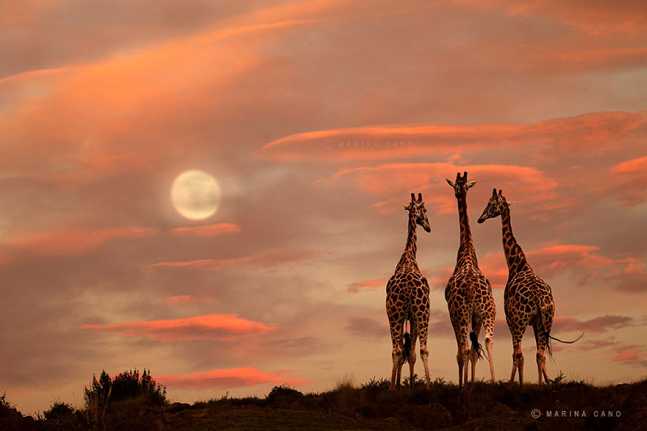 animal-wildlife-photography-marina-cano-9