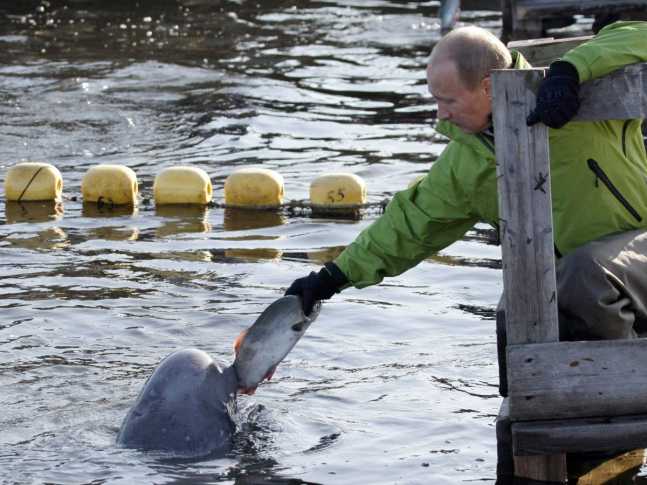 he-also-has-found-ways-to-help-scientists-tag-creatures-without-shooting-them-here-he-feeds-a-beluga-whale-named-dasha