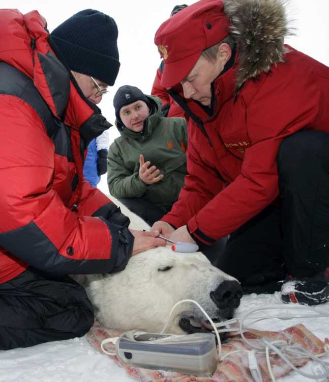 hes-also-shot-a-polar-bear-for-science-this-allowed-researchers-to-tag-and-track-the-arctic-bear