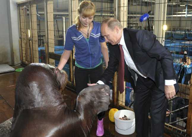 if-you-havent-shook-hands-with-a-legit-walrus-your-name-is-something-other-than-vladimir-putin