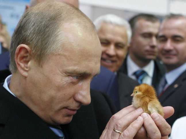 putin-stares-down-a-young-chick-at-an-agricultural-exposition