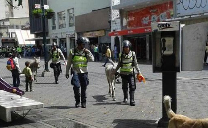 VIDEO PNB se lleva a dos burros detenidos por protestar en Sábana Grande