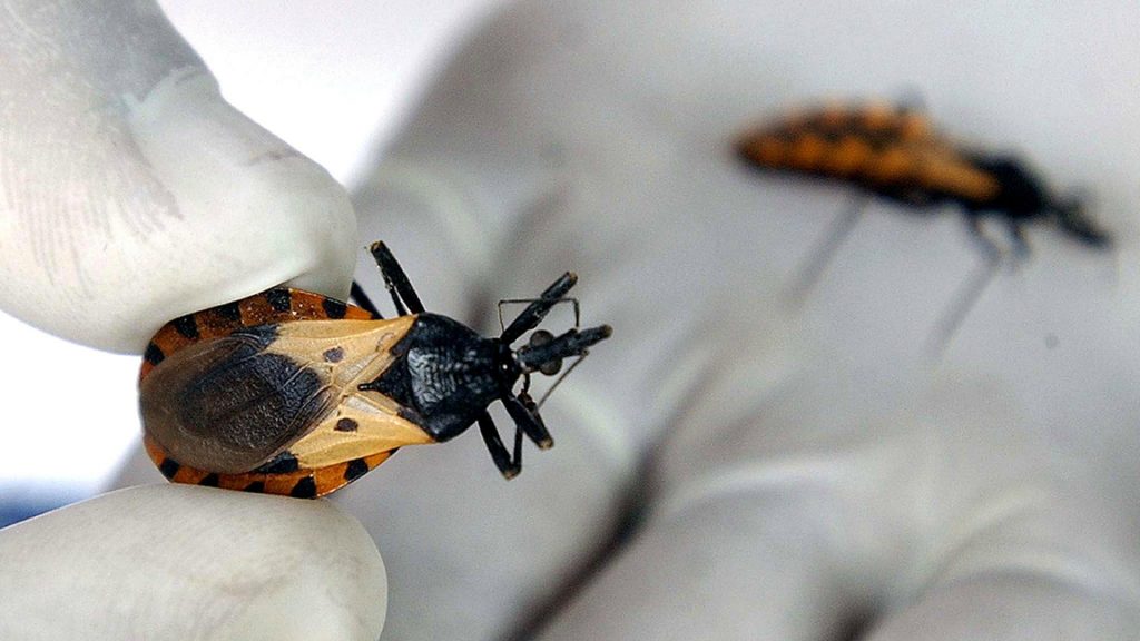 Médico afirma tener la cura “definitiva” para el mal de chagas