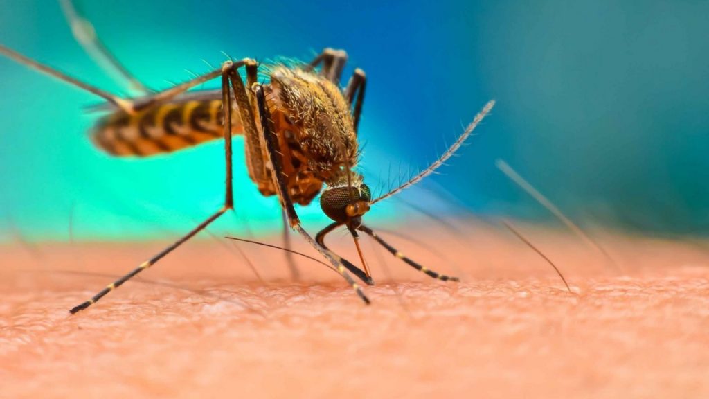 51% de los casos de malaria en América en 2018 se registraron en Venezuela, según la OMS