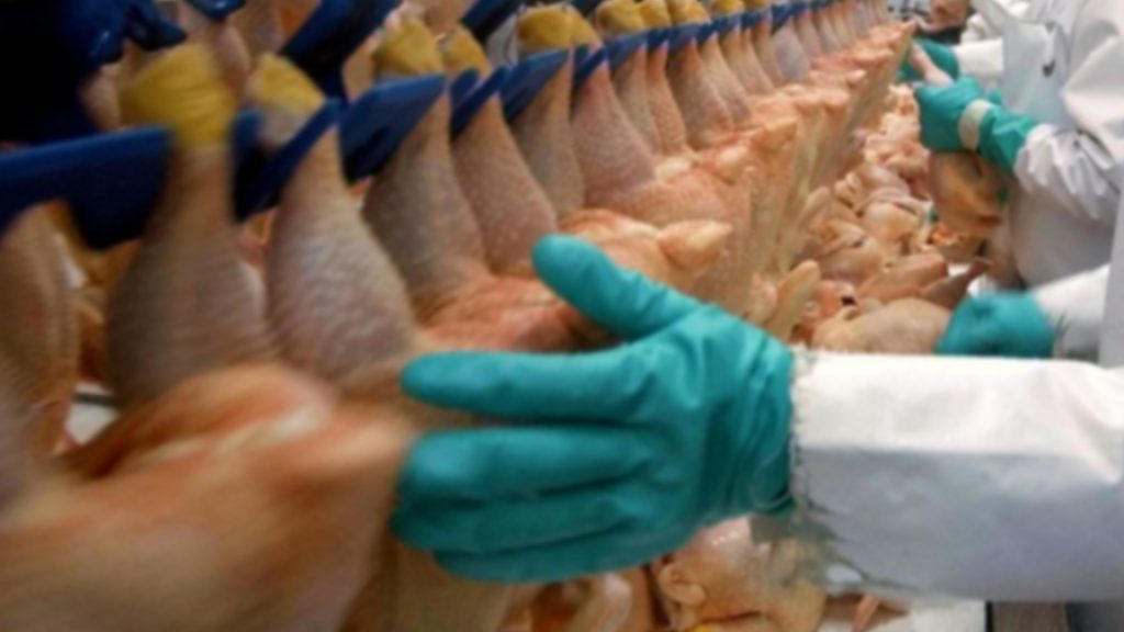 pollos importados