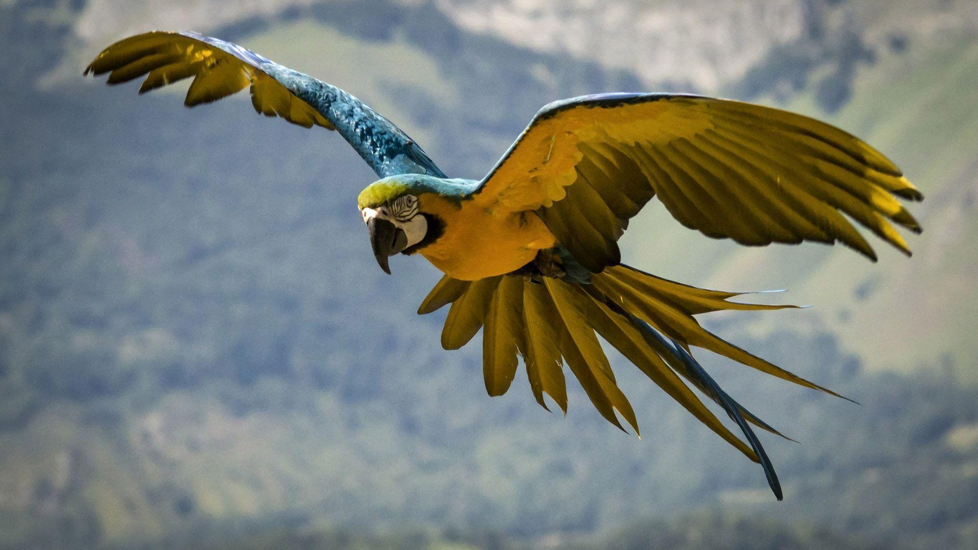 Audubon Venezuela