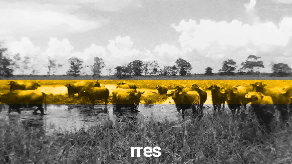 Los campos del delta del Orinoco y su gestión por más de medio siglo. Un balance, por Rogelio Rodríguez