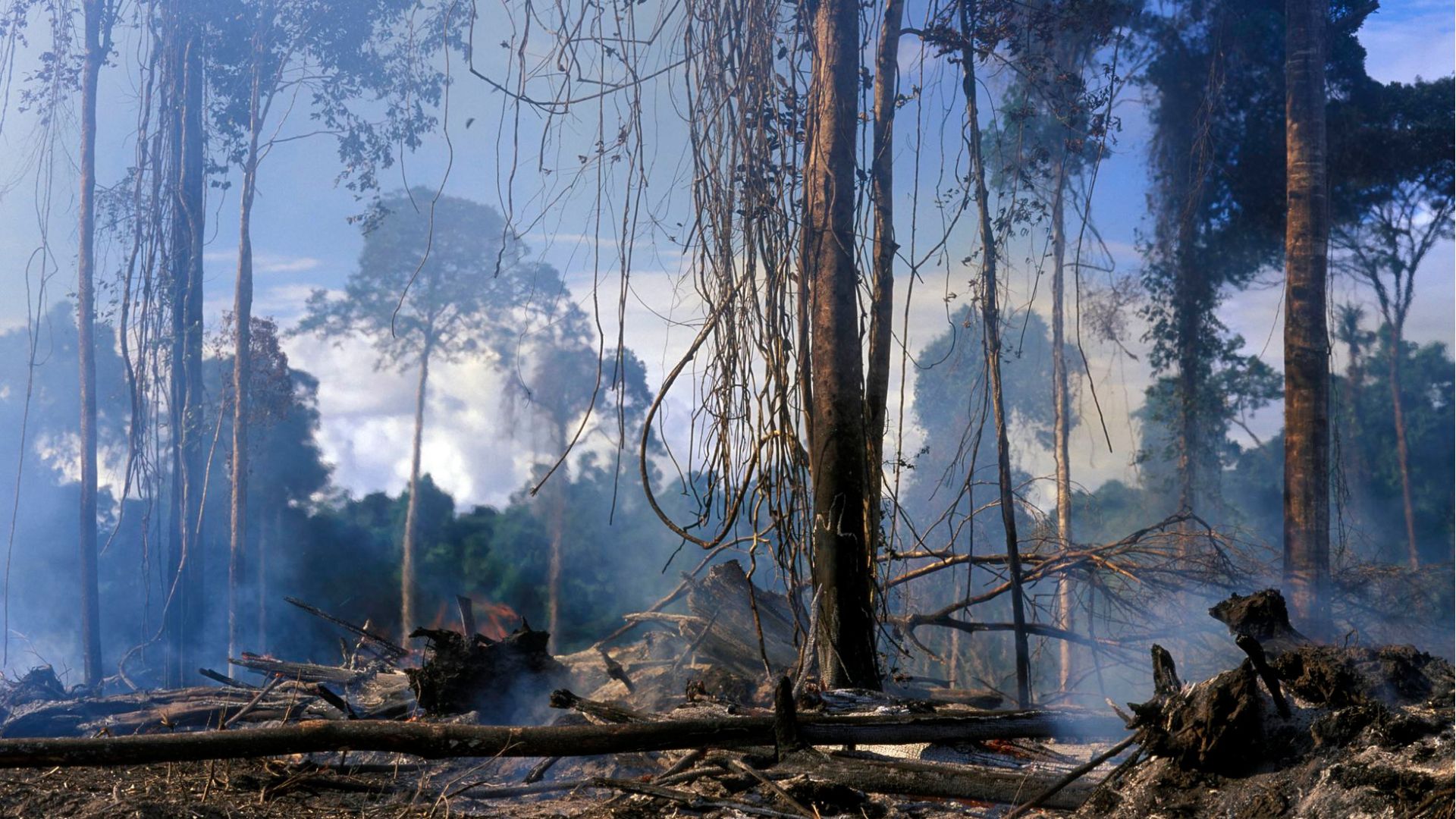 Provita: Casi 10% de las especies de árboles en Venezuela están bajo amenaza