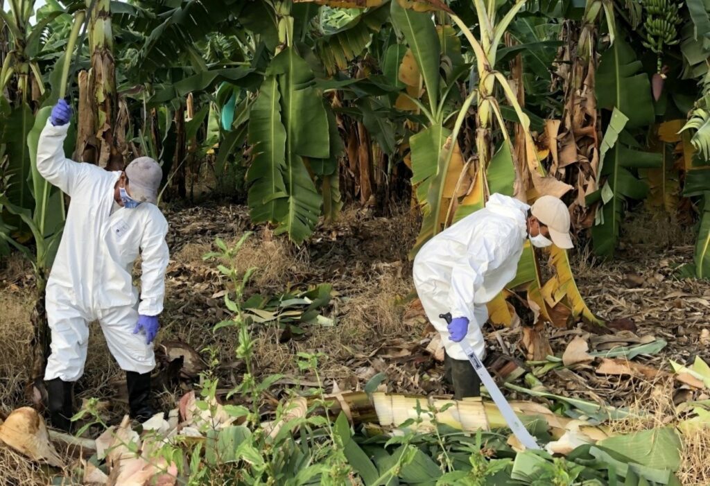 FAO brindará asistencia a Venezuela para controlar las plantaciones de banana con el hongo FOC RT4