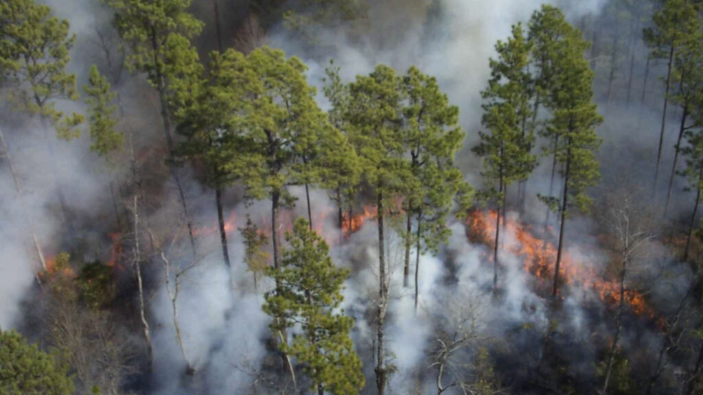 Incendios forestales